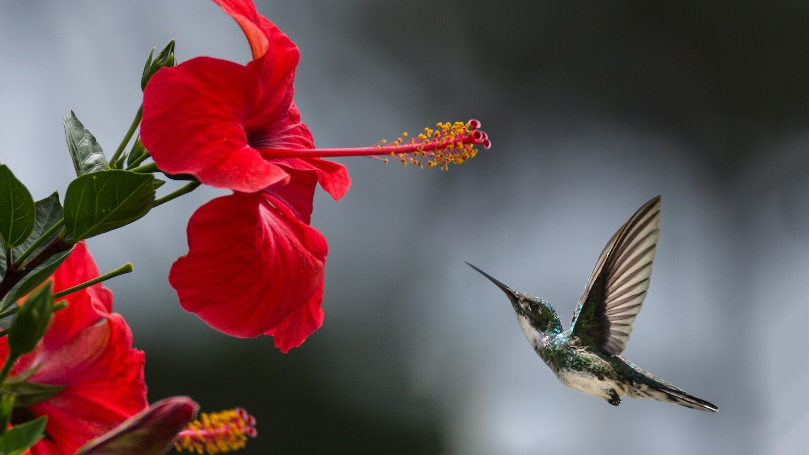 hibiskus