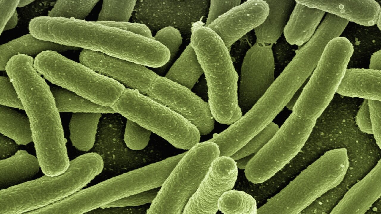escherichia coli