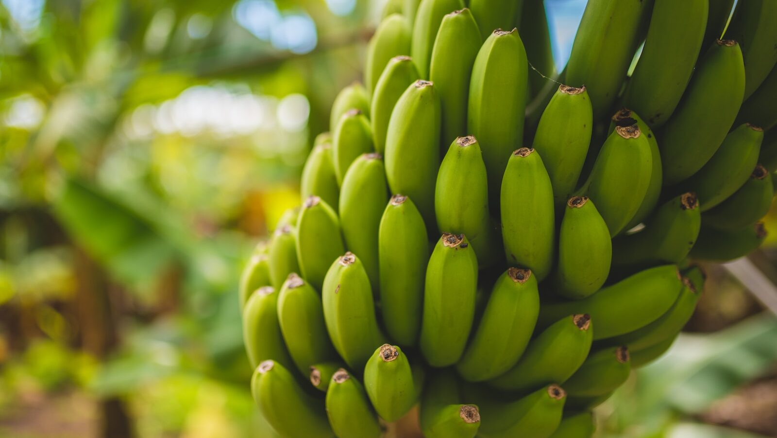 banan